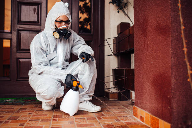 Reliable Wasp Removal contractor in Level Park-Oak Park, MI by Show Me Pest Control
